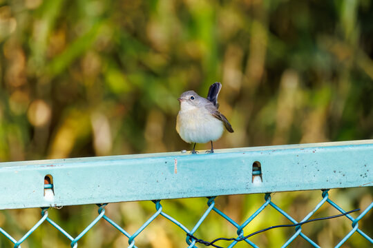 飛び出す尻尾が可愛いニシオジロビタキ（ヒタキ科）
英名学名：Red-breasted flycatcher (Ficedula parva)
埼玉県北本市、北本自然観察公園 2025

