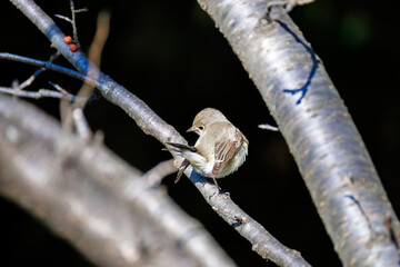羽ばたき飛び出す、尻尾が可愛いニシオジロビタキ（ヒタキ科）
英名学名：Red-breasted flycatcher (Ficedula parva)
埼玉県北本市、北本自然観察公園 2025
