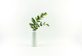 Elegant Green Plant in a Minimalist Vase Isolated on White Background for Modern Home Decor Inspiration