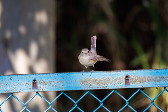 羽ばたき飛び出す、尻尾が可愛いニシオジロビタキ（ヒタキ科）
英名学名：Red-breasted flycatcher (Ficedula parva)
埼玉県北本市、北本自然観察公園 2025
