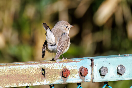 飛び出す尻尾が可愛いニシオジロビタキ（ヒタキ科）
英名学名：Red-breasted flycatcher (Ficedula parva)
埼玉県北本市、北本自然観察公園 2025

