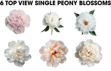 Group of white and pink Spring Peony flower single blossom blooms top view isolated on transparent...