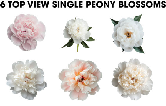 Group of white and pink Spring Peony flower single blossom blooms top view isolated on transparent background.
