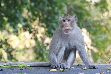 Monkeys at Khao Sam Muk, Chonburi, Thailand