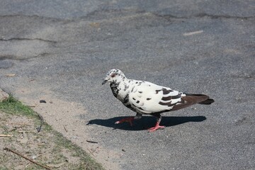 pigeon on the beach