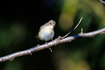 飛び出す尻尾が可愛いニシオジロビタキ（ヒタキ科）
英名学名：Red-breasted flycatcher (Ficedula parva)
埼玉県北本市、北本自然観察公園 2025

