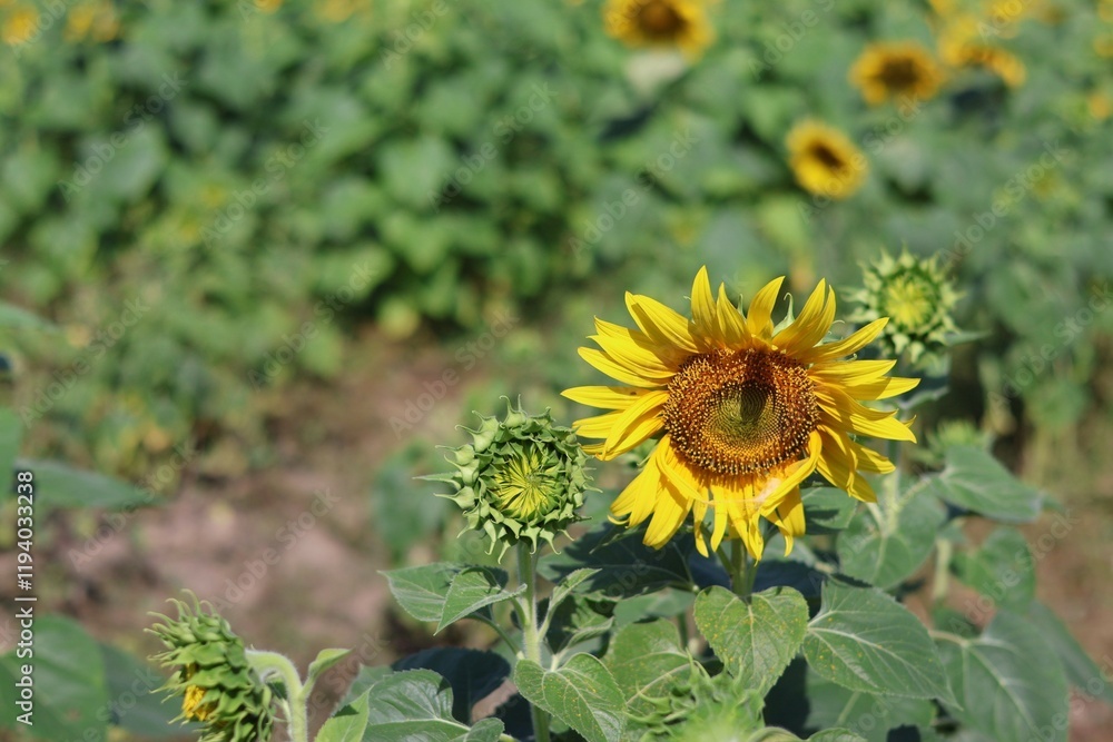 Wall mural sunflower in the garden