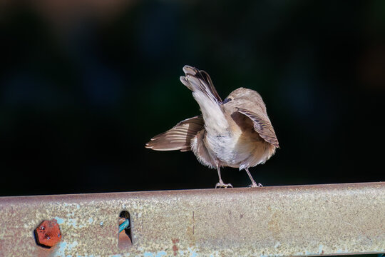 羽ばたき飛び出す、尻尾が可愛いニシオジロビタキ（ヒタキ科）
英名学名：Red-breasted flycatcher (Ficedula parva)
埼玉県北本市、北本自然観察公園 2025
