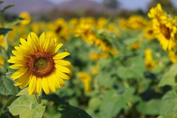 Fototapeta premium sunflower field in summer