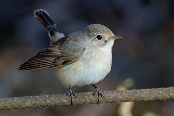 羽ばたき飛び出す、尻尾が可愛いニシオジロビタキ（ヒタキ科）
英名学名：Red-breasted flycatcher (Ficedula parva)
埼玉県北本市、北本自然観察公園 2025
