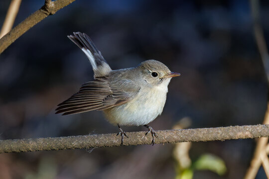 羽ばたき飛び出す、尻尾が可愛いニシオジロビタキ（ヒタキ科）
英名学名：Red-breasted flycatcher (Ficedula parva)
埼玉県北本市、北本自然観察公園 2025
