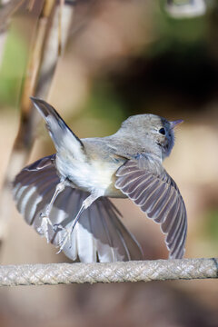 羽ばたき飛び出す、尻尾が可愛いニシオジロビタキ（ヒタキ科）
英名学名：Red-breasted flycatcher (Ficedula parva)
埼玉県北本市、北本自然観察公園 2025
