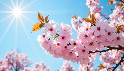 Cherry blossoms blooming against a clear blue sky