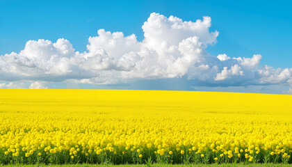 Vibrant yellow flower field under blue sky with clouds
