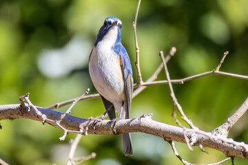幸せの青い鳥、可愛いルリビタキ（ヒタキ科）
英名学名：Red-flanked Bluetail (Tarsiger cyanurus)
埼玉県北本市、北本自然観察公園 2025

