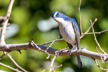 幸せの青い鳥、可愛いルリビタキ（ヒタキ科）
英名学名：Red-flanked Bluetail (Tarsiger cyanurus)
埼玉県北本市、北本自然観察公園 2025
