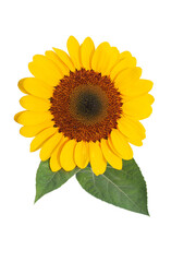 Fototapeta premium Sunflower with Two Leaves: A vibrant sunflower in full bloom with two lush green leaves, isolated against a backdrop, showcasing the radiant beauty and delicate details of this iconic flower.