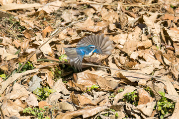 雄の
羽ばたいて飛び出す幸せの青い鳥、可愛いルリビタキ（ヒタキ科）
英名学名：Red-flanked Bluetail (Tarsiger cyanurus)
埼玉県北本市、北本自然観察公園 2025
