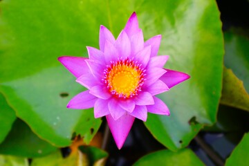 睡蓮 スイレンの花