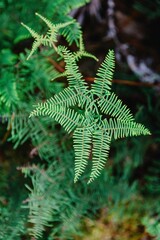 Close-up of vibrant fern fronds. Nature's intricate detail. Botanical beauty. Broken Hills, Hikuai, Coromandel Peninsula, New Zealand