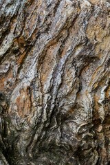 Close-up of textured rock face, showing intricate patterns and layers. Natural beauty. Broken Hills, Hikuai, Coromandel Peninsula, New Zealand