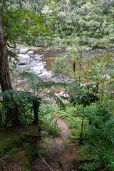 Tranquil forest stream scene. Path descends to a babbling brook, lush ferns and greenery surround. Nature's beauty. Broken Hills, Hikuai, Coromandel Peninsula, New Zealand