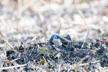 雄の
羽ばたいて飛び出す幸せの青い鳥、可愛いルリビタキ（ヒタキ科）
英名学名：Red-flanked Bluetail (Tarsiger cyanurus)
埼玉県北本市、北本自然観察公園 2025
