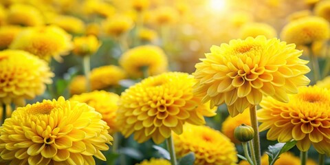 Obraz premium A vibrant field of golden chrysanthemums basking in the warm glow of the sun, showcasing the intricate beauty and delicate nature of these blooming flowers.