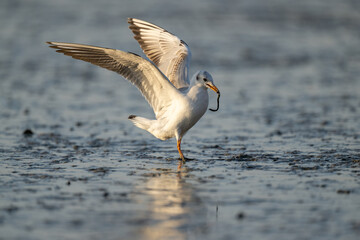 A seagull with its wings spread holds a sea worm in its mouth.