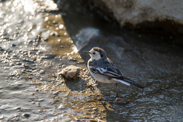 A White Wagtail in the shadow.