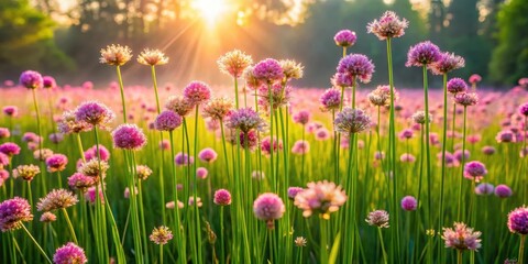 Fototapeta premium Sunrise Illuminates a Field of Delicate Pink Flowers, Their Petals Glowing in the Warm Light