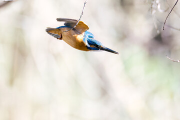 Naklejka premium 餌を捕らえるために水に飛び込む可愛いカワセミ（カワセミ科） 英名学名：Kingfisher (Alcedo atthis) 埼玉県北本市、北本自然観察公園 2025 