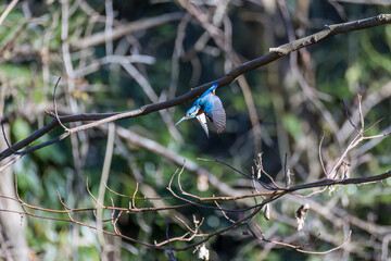 餌を捕らえるために水に飛び込む可愛いカワセミ（カワセミ科）
英名学名：Kingfisher (Alcedo atthis) 
埼玉県北本市、北本自然観察公園 2025
