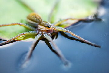 The Crafty Fishing Spider also known as Dolomedes facetus is a fascinating arachnid native to...