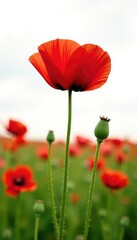 Naklejka premium Long stem of Papaver rhoeas in a field of wildflowers, wildflower, isolated, botany
