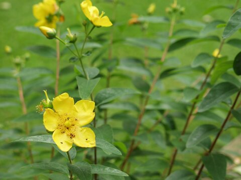 Yellow Flower Green Leaves St Johns Wort Hipericum Hidcote Summer Insects On Flower Bugs Petal Pollen Stamen Pistil