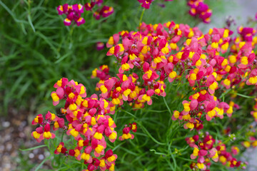 Mini snap dragons in the park