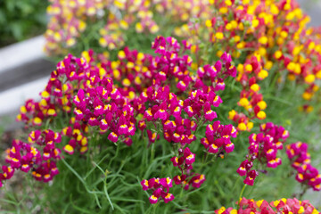 Mini snap dragons in the park