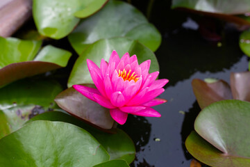 Beautiful water lily. Lotus flower with green leaves