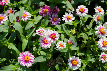 Blooming zinnia flowers in the field