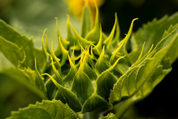 Close-Up of a Green Sunflower Bud About to Bloom Under the Warm Sunlight