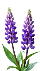 Fototapeta premium stunning purple lupine flowers against pure white backdrop, nature, spring, botanical
