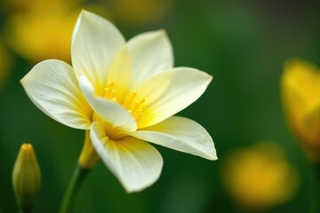 Fototapeta premium Delicate white petals unfolding from a stem with bright yellow hues, garden, nature, floral
