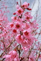 Cherry blossoms blooming on a tea hill