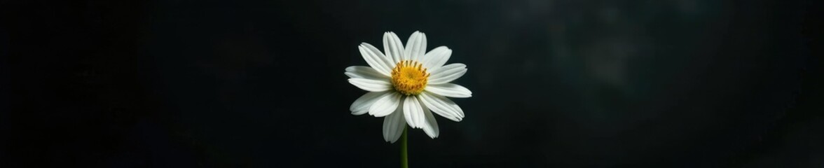 Single white chrysanthemum blossom isolated on dark, simplicity, nature, background