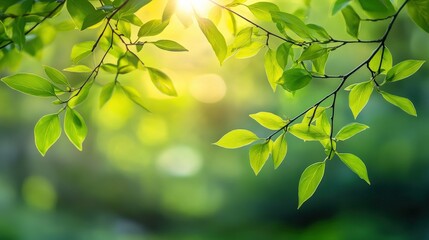 Obraz premium Delicate willow branches in fresh green, soft morning light, serene and minimalist Qingming Festival scene.