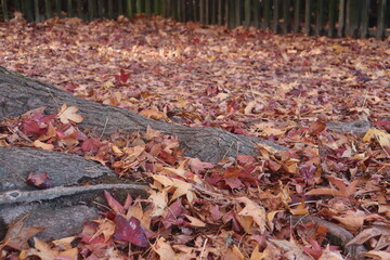 Autumn leaves among the tree roots