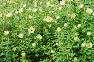 flowers on grass