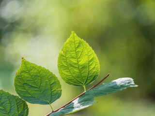 Sunlight shining through green leaves. Green leaves background © Dmitrii Potashkin