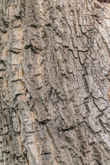 Bark texture and background of a old tree trunk. Detailed bark texture.